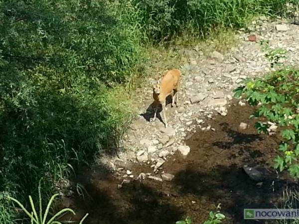 Widok z sypiani nr 2 na las