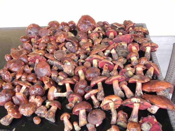 Domek z jacuzzi "Dobra miejscówka"