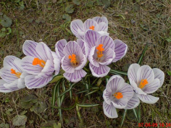 Apartamencik Pod Krokusem