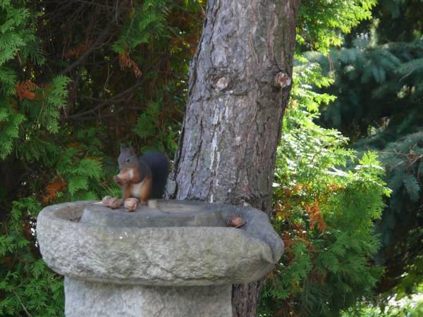 Wiewiórki w ogrodzie