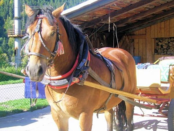 Pokoje Janina Węglarz