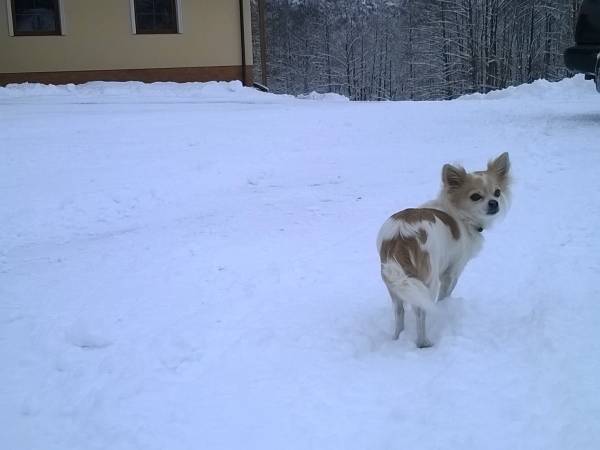 Jesteśmy przyjaźni dla zwierząt