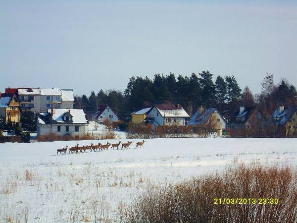 Sarny powracające do Puszczy Piskiej