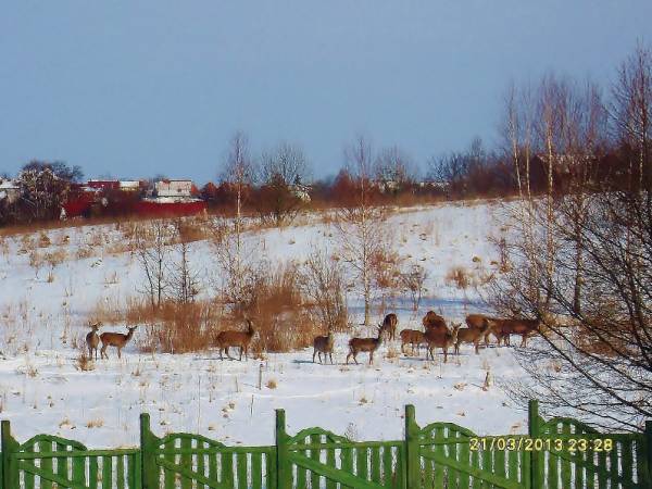 Sarny przy Mazurskiej Chacie