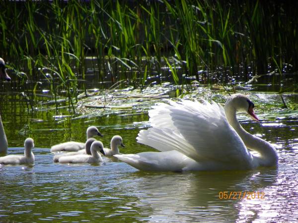 fauna i flora Iławy to liczne ptactwo wodne;łabędzie, kaczki, kormorany i perkozy..