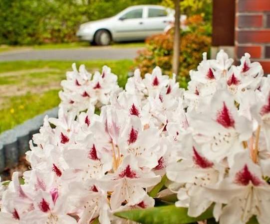 Rododendron i fragment parkingu w tle