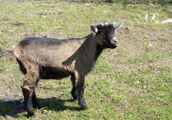 Agroturystyka w zagrodzie U ALI