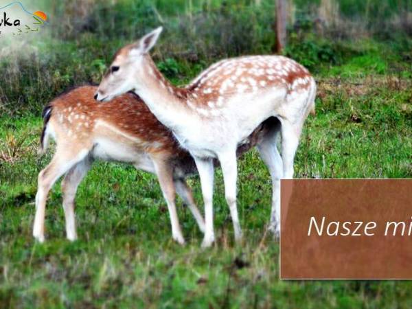 Domki Wypoczynkowe Romanówka