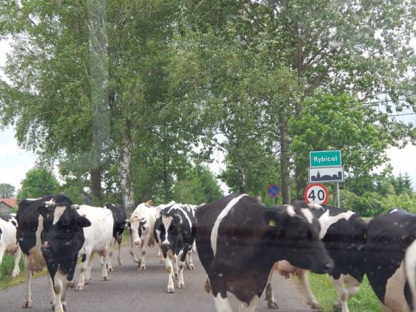 Domy, Domki, Plaża, Kajaki, Ryn, Rybical, Skorupki 