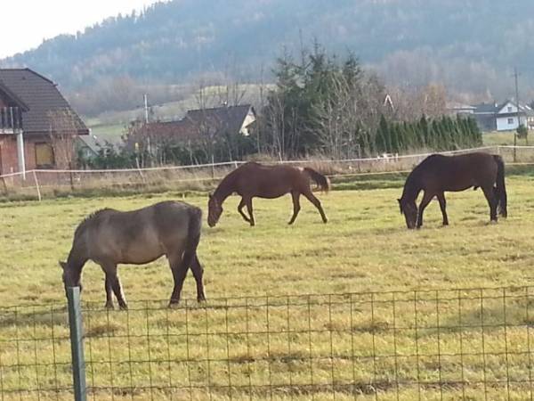 konie z pobliskiej agroturystyki