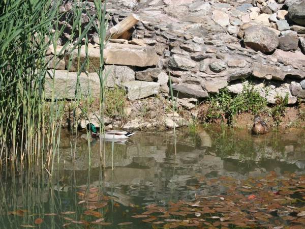 Jeden ze naszych stawów