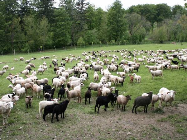 Część naszego stada owiec