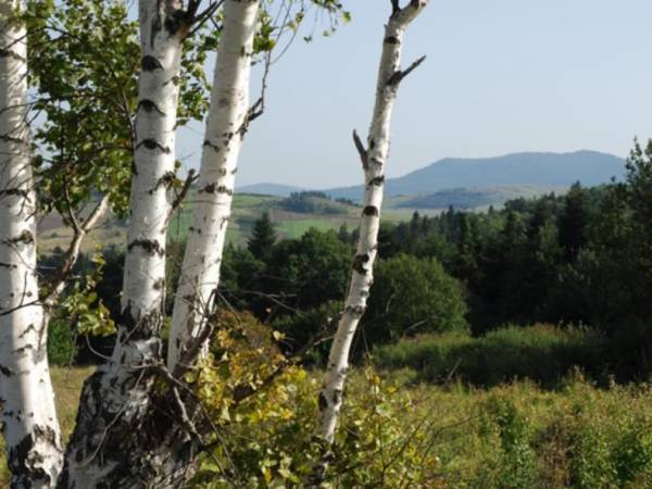 Zajazd Pod Małym Laskiem