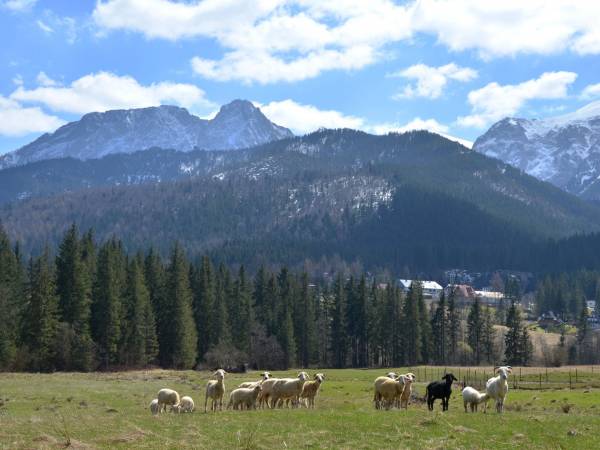 Noclegi - Helena i Andrzej Krzeptowscy-Sabała
