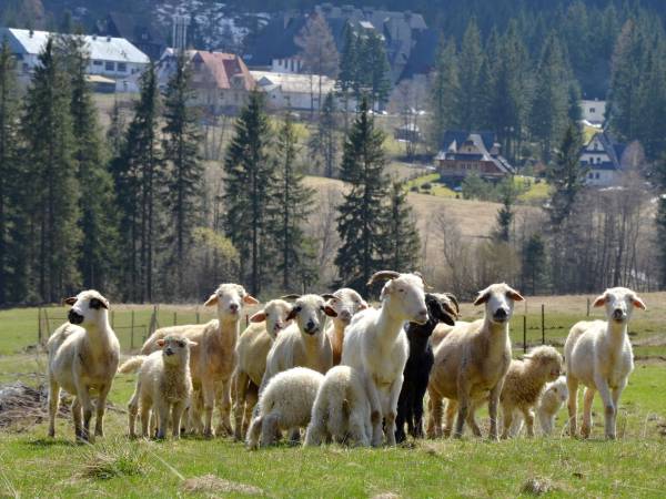 Noclegi - Helena i Andrzej Krzeptowscy-Sabała