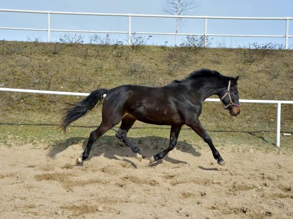 Stajnia Głęboczek Gospodarstwo Agroturystyczne