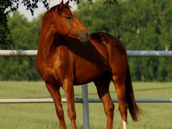 Stajnia Głęboczek Gospodarstwo Agroturystyczne