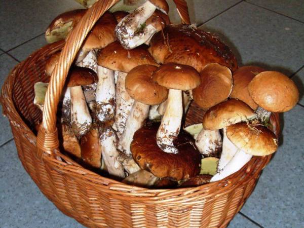 Jesienne grzybobrania