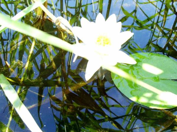 Flora rzeczki Krutyni