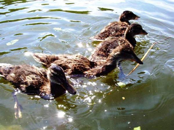 Okoliczne atrakcje - spływ rzeka Krytynią