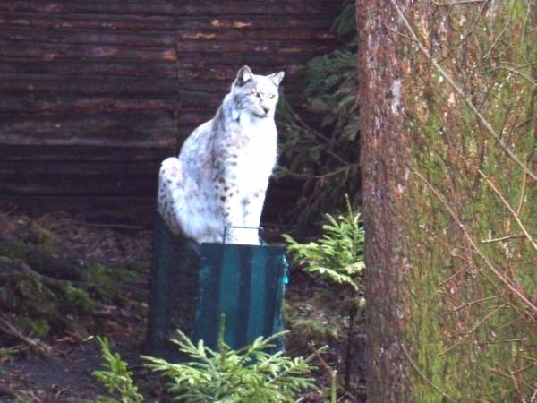 Park dzikich zwierzAt - ryś