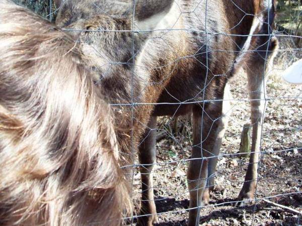 Parki dzikich zwierząt - atrakcja dla każdego