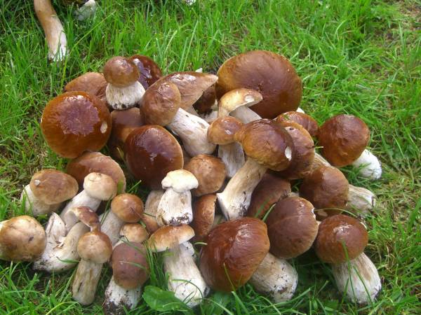 Dom Wczasowy Pięciu Pomostów i Nad Drawskim