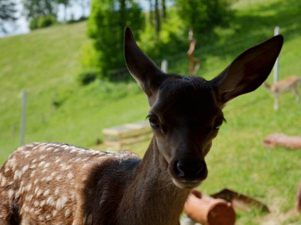 Pokoje gościnne przy stoku
